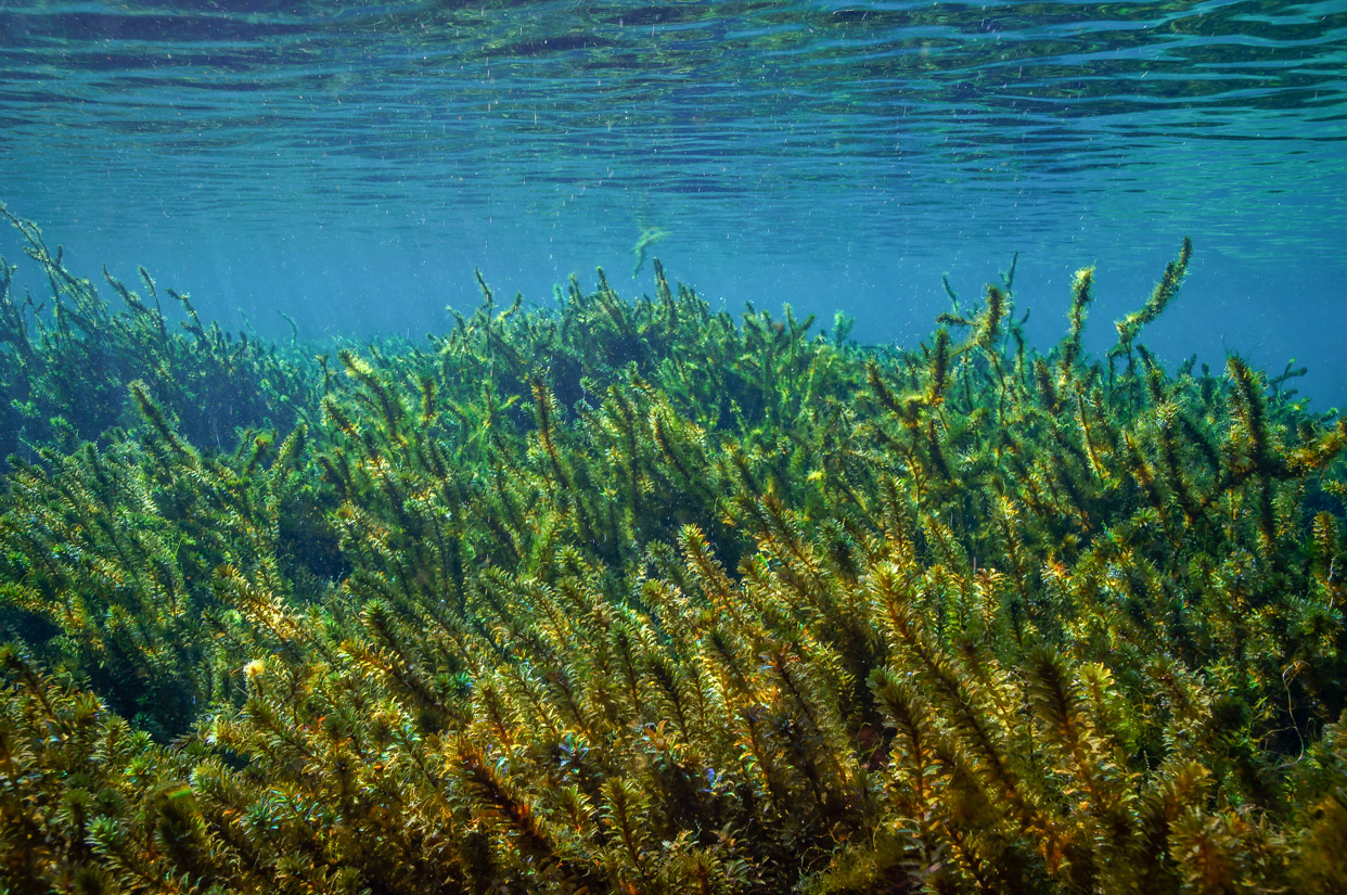 Hydrilla Verticillata Nature's Most NutrientDense Green Superfood